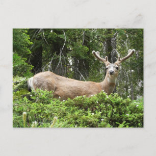 Carte Postale Photographie de la nature de cerfs à Yosemite