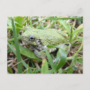 Carte Postale Photographie de la nature de la grenouille arboric