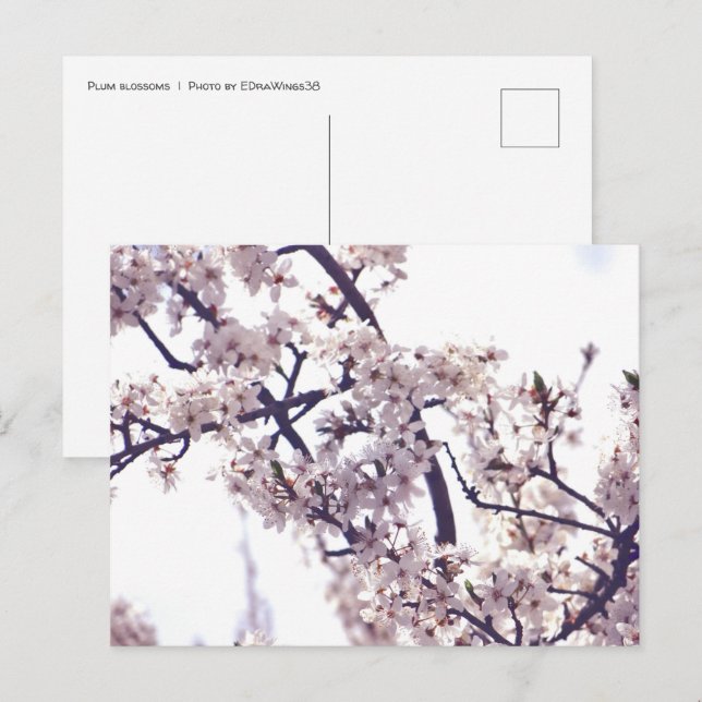 Carte Postale Photographie de la nature de l'arbre de printemps  (Devant / Derrière)