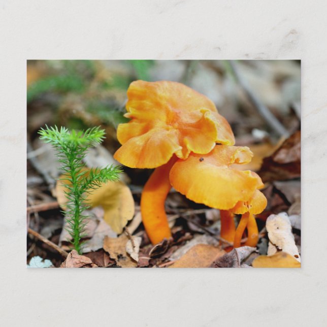 Carte postale Photographie de la nature des champi (Devant)