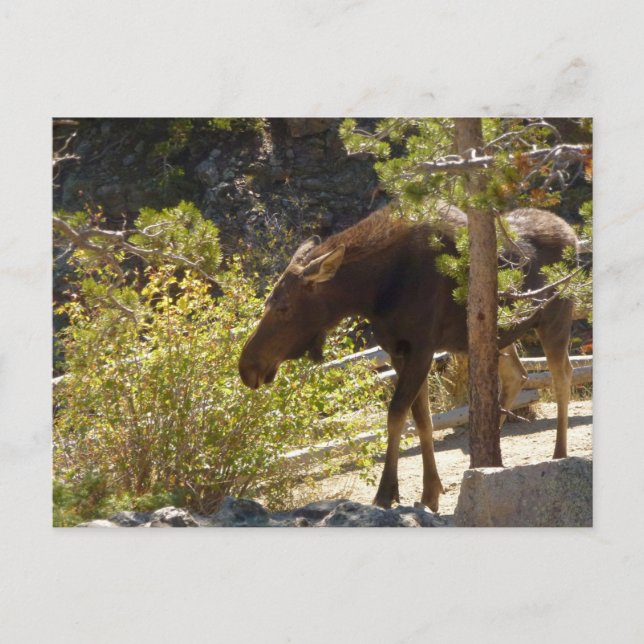 Carte Postale Photographie de la nature des orignaux des Rocheus (Devant)