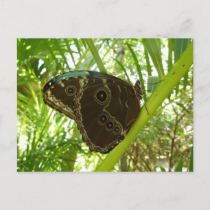 Carte Postale Photographie de la nature du papillon Morpho bleu