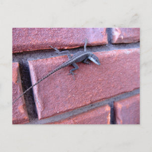 Carte Postale Photographie de la nature et de la faune : lézard 