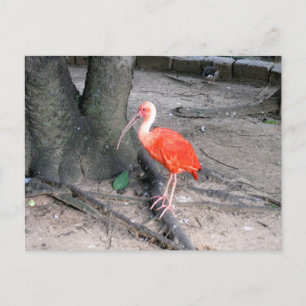 Carte Postale Photographie de la nature et des oiseaux de la fau