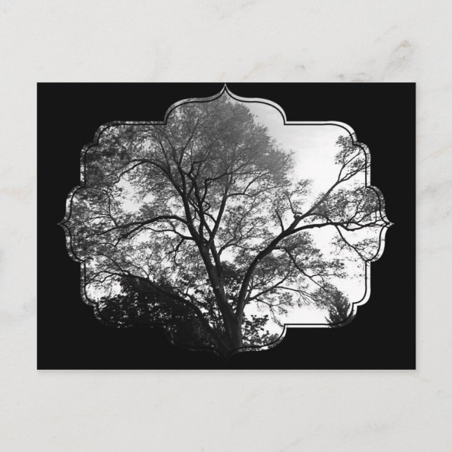 Carte Postale Photographie de l'arbre cool. (Devant)