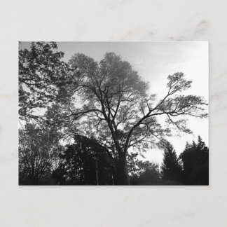Carte Postale Photographie de l'arbre cool.