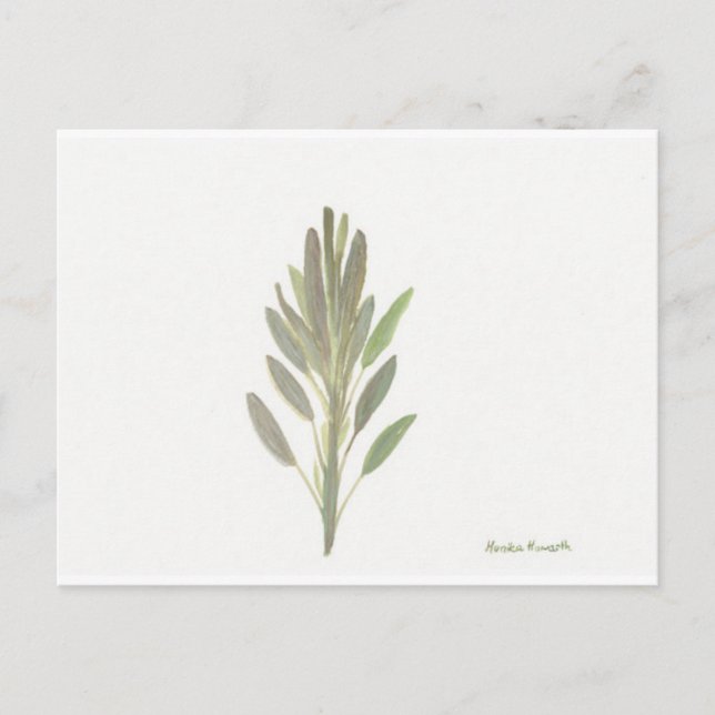 Carte Postale Photographie de l'art plante botanique de l'herbe  (Devant)
