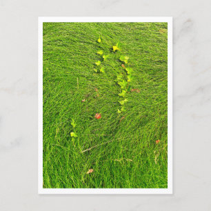 Carte Postale Photographie de lierre vert minimaliste dans l'her