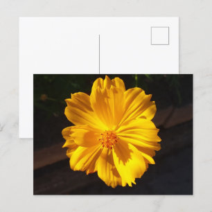 Carte Postale Photographie de macro à fleurs dorées