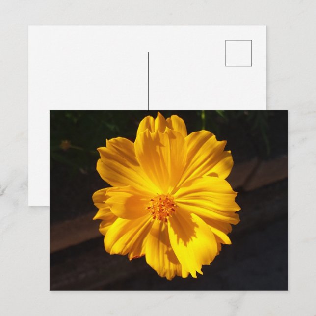 Carte Postale Photographie de macro à fleurs dorées (Devant / Derrière)
