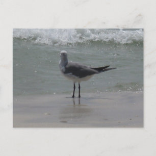 Carte Postale Photographie de Nature des Goélands de la Côte du