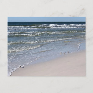 Carte Postale Photographie de Nature Oiseaux de la Plage de Bilo