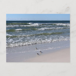 Carte Postale Photographie de Nature Oiseaux de la Plage de Bilo