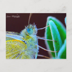 Carte Postale Photographie de Papillon Gwen