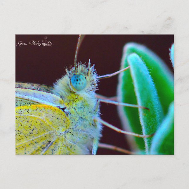 Carte Postale Photographie de Papillon Gwen (Devant)