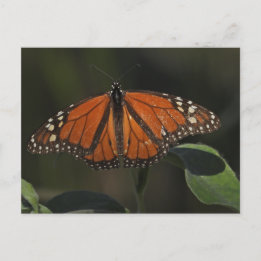 Carte Postale Photographie de papillon orange dans la nature