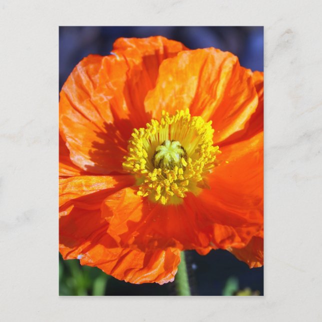 Carte Postale Photographie de pavot d'Islande orange (Devant)