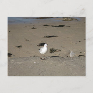 Carte Postale Photographie de plage aux environs de Sydney