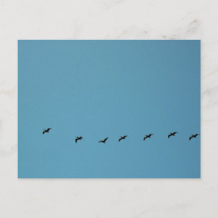 Carte Postale Photographie de plage d'oiseaux en formation de vo
