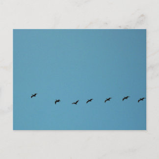 Carte Postale Photographie de plage d'oiseaux en formation de vo