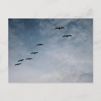 Carte Postale Photographie de plage d'oiseaux en vol en formatio