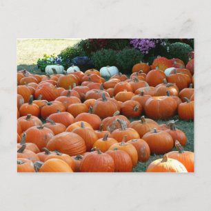 Carte Postale Photographie de récolte d'automne des citrouilles 
