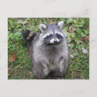 Photographie de Woodland Cute Raccoon