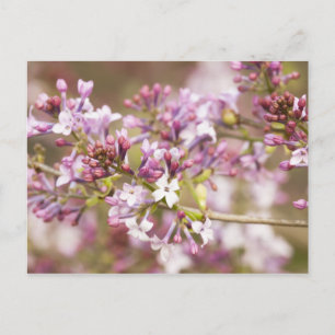 Carte Postale Photographie des fleurs de Lilac du printemps