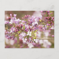 Photographie des fleurs de Lilac printanières