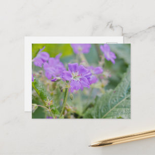 Carte Postale Photographie d'été de géranium pourpre sauvage