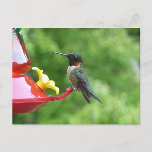 Carte Postale Photographie d'oiseau de colibri à gorge rubis (Devant)