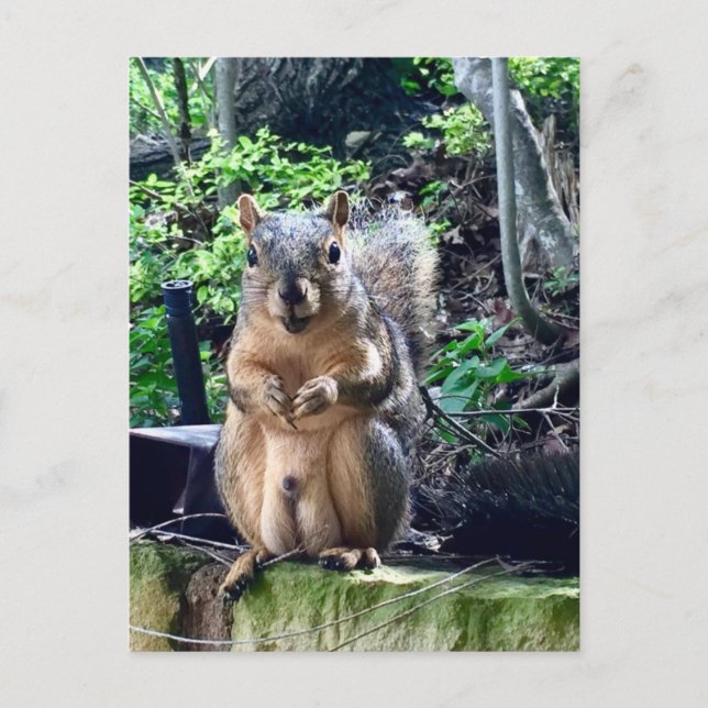 Carte Postale Photographie drôle d'écureuil mâle Animaux Noix Hu (Devant)