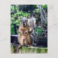 Photographie drôle d'écureuil mâle humour animal n