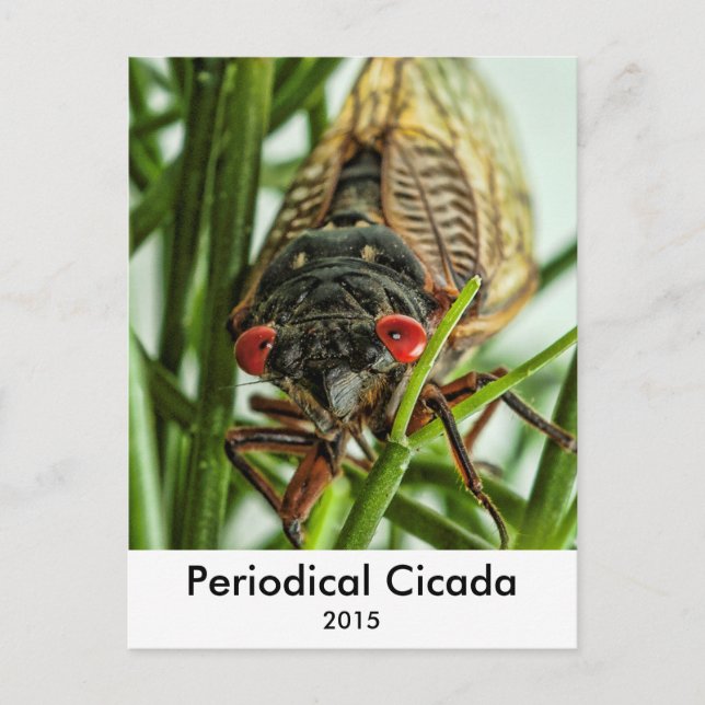 Carte Postale Photographie du grand insecte du Canada périodique (Devant)