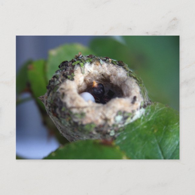 Carte Postale Photographie du nid de colibri (Devant)