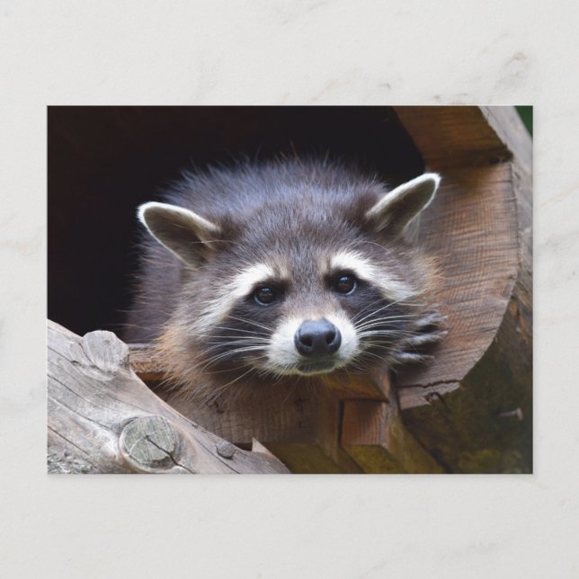 Carte Postale Photographie du Raton laveur de la forêt (Devant)
