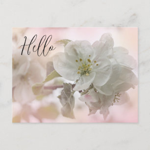 Carte Postale Photographie en fleurs de pomme blanche Bonjour