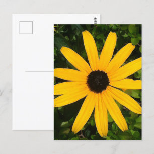 Carte Postale Photographie Fleur sauvage de la marguerite jaune