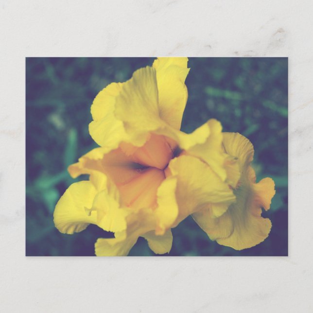 Carte Postale Photographie florale de printemps jaune Iris (Devant)