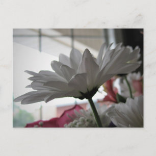 Carte Postale Photographie florale originale White Daisy
