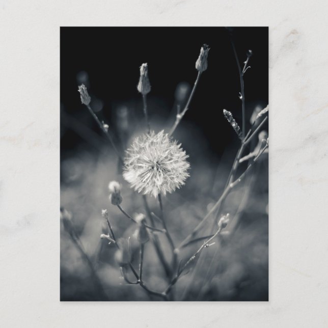Carte Postale Photographie noir et blanc de Dandelion (Devant)