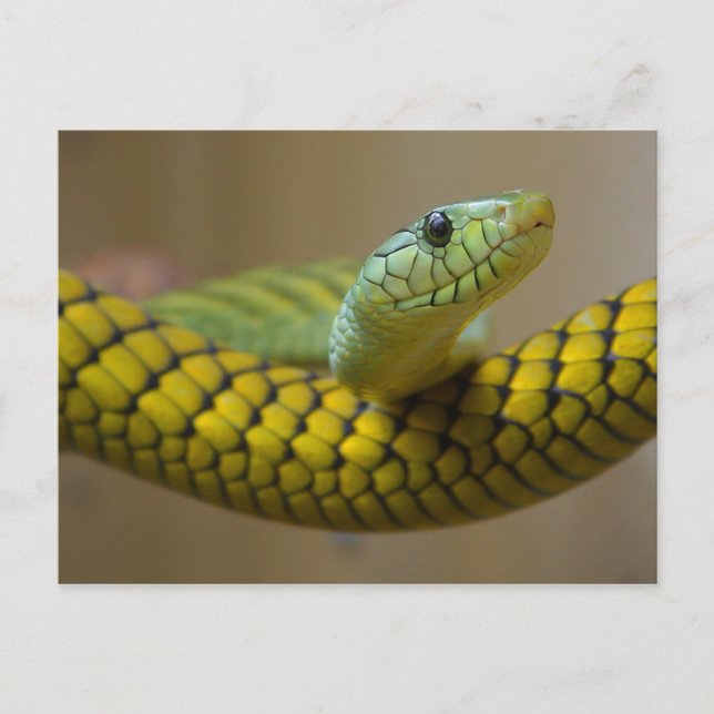 CARTE POSTALE PHOTOGRAPHIE RÉPTILE DE L'ESPÈCE JAUNE VERTE (Devant)