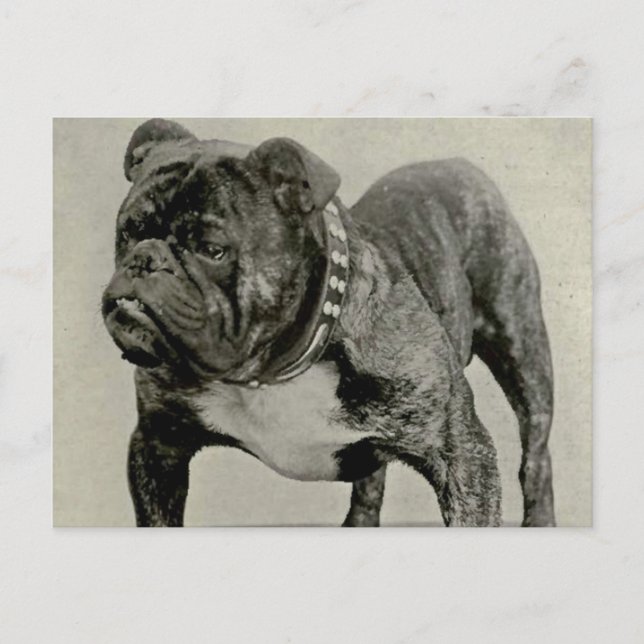 Carte Postale Photographie vintage de Bulldog (Devant)