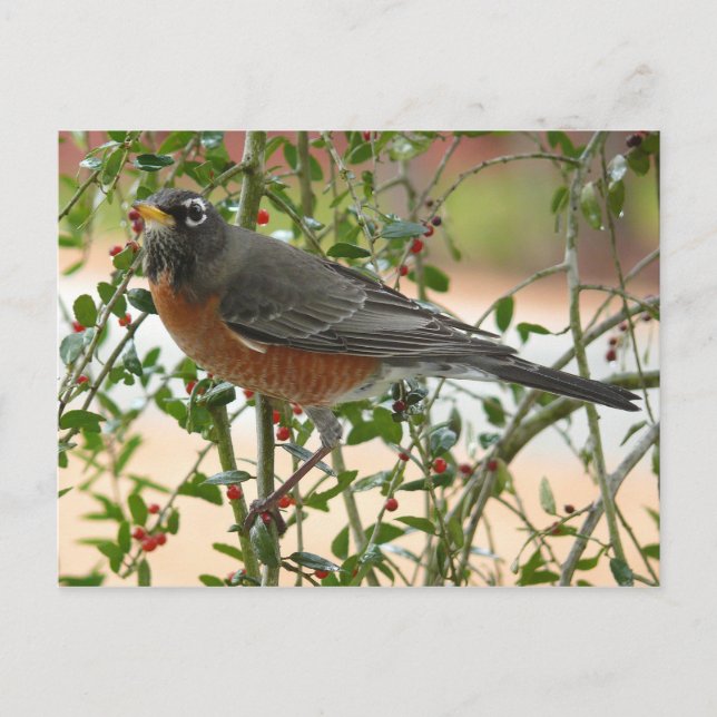 Carte Postale Photographies : oiseaux - (Devant)