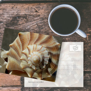 Carte postale photographique de coquille de Buccin