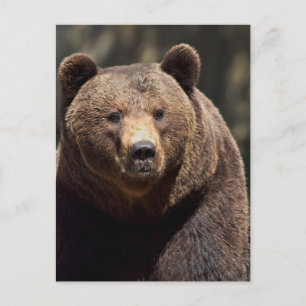 CARTE POSTALE PHOTOGRAPHIQUE DE L'OURS GRIZZLY