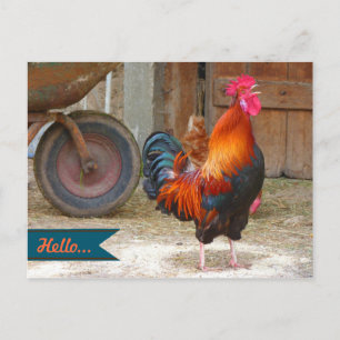 Carte postale photographique d'un coq de basse-cou