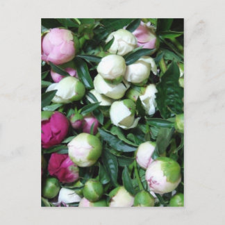 Carte Postale Photos de Peony et Garden 2008 135