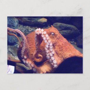 Carte Postale Photos d'Octopus orange