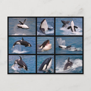 Carte Postale Photos mosaïque d'épaulards